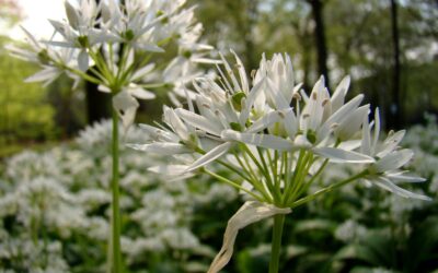 Daslook – Allium ursinum