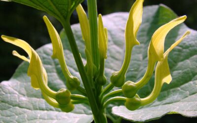 Pijpbloem – Aristolochia clematitis