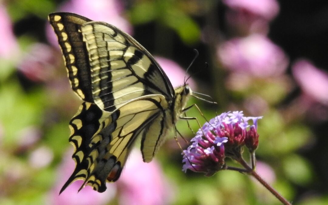 Prachtige vlinders in de tuin