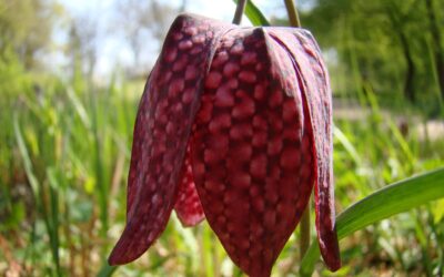 De wilde kievitsbloem: zeldzaam mooie voorjaarsbloeier