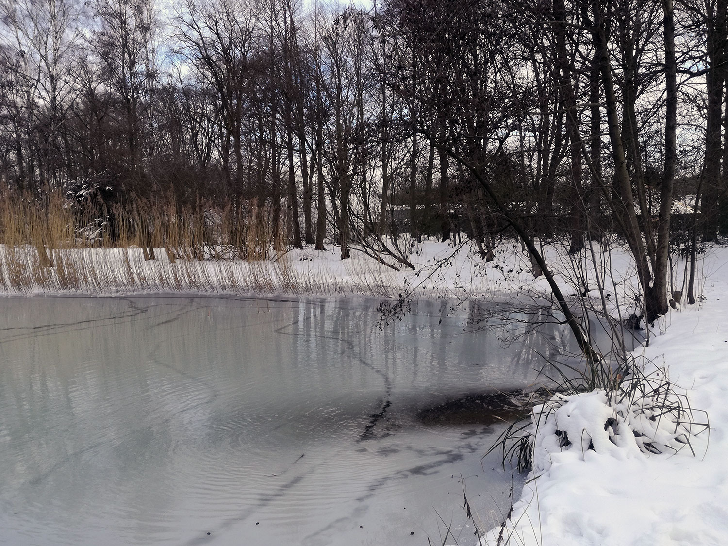 Dichtgevroren vijver Hortus Nijmegen