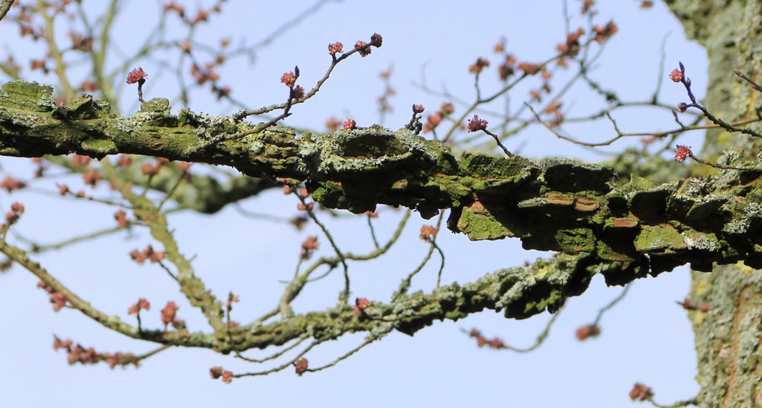 Berg-iep of ruwe iep- Ulmus glabra