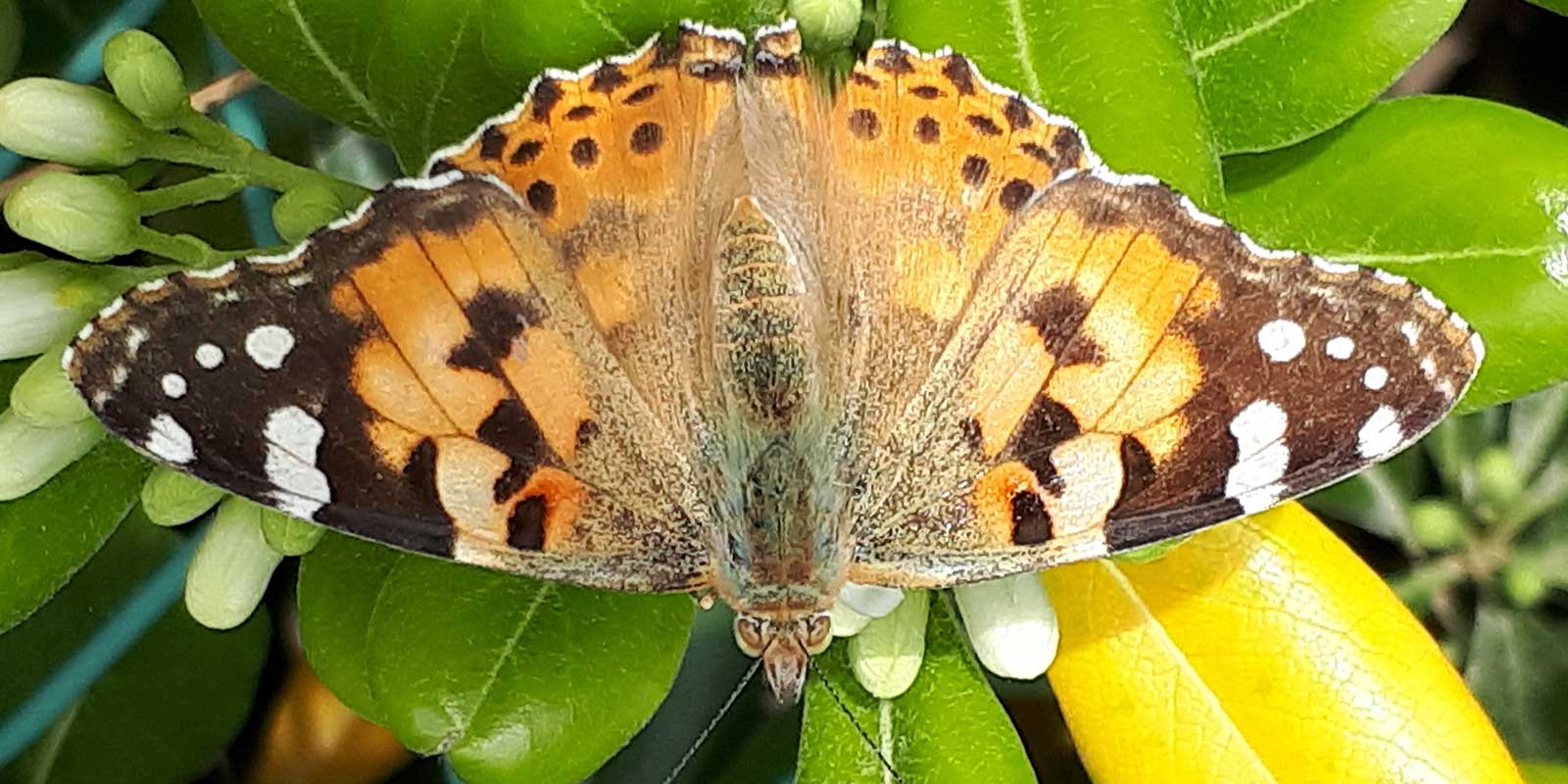 Beppie Onstenk ving deze vinder in close-up. foto ©Beppie