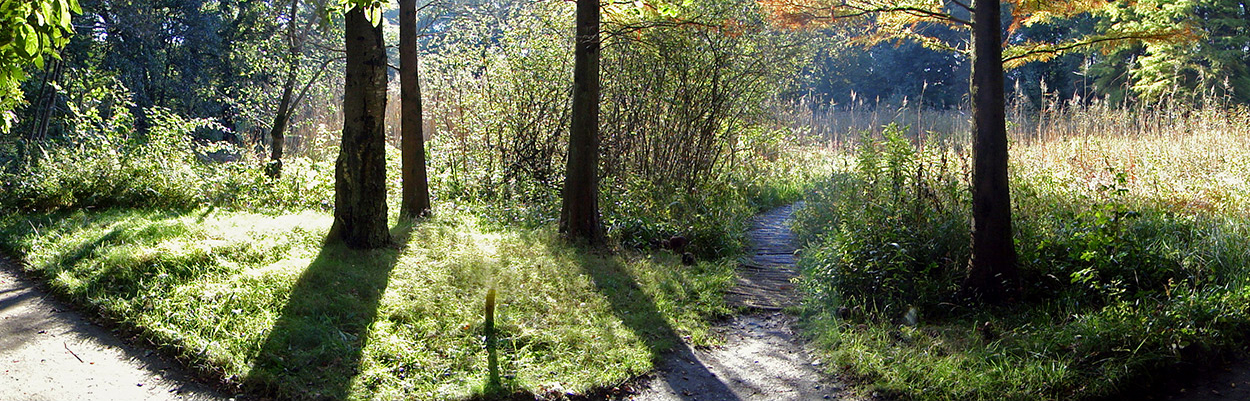 Bospaden-botanische-tuin-bewerkt