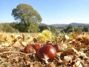 Kastanje Nieuwe Winkel