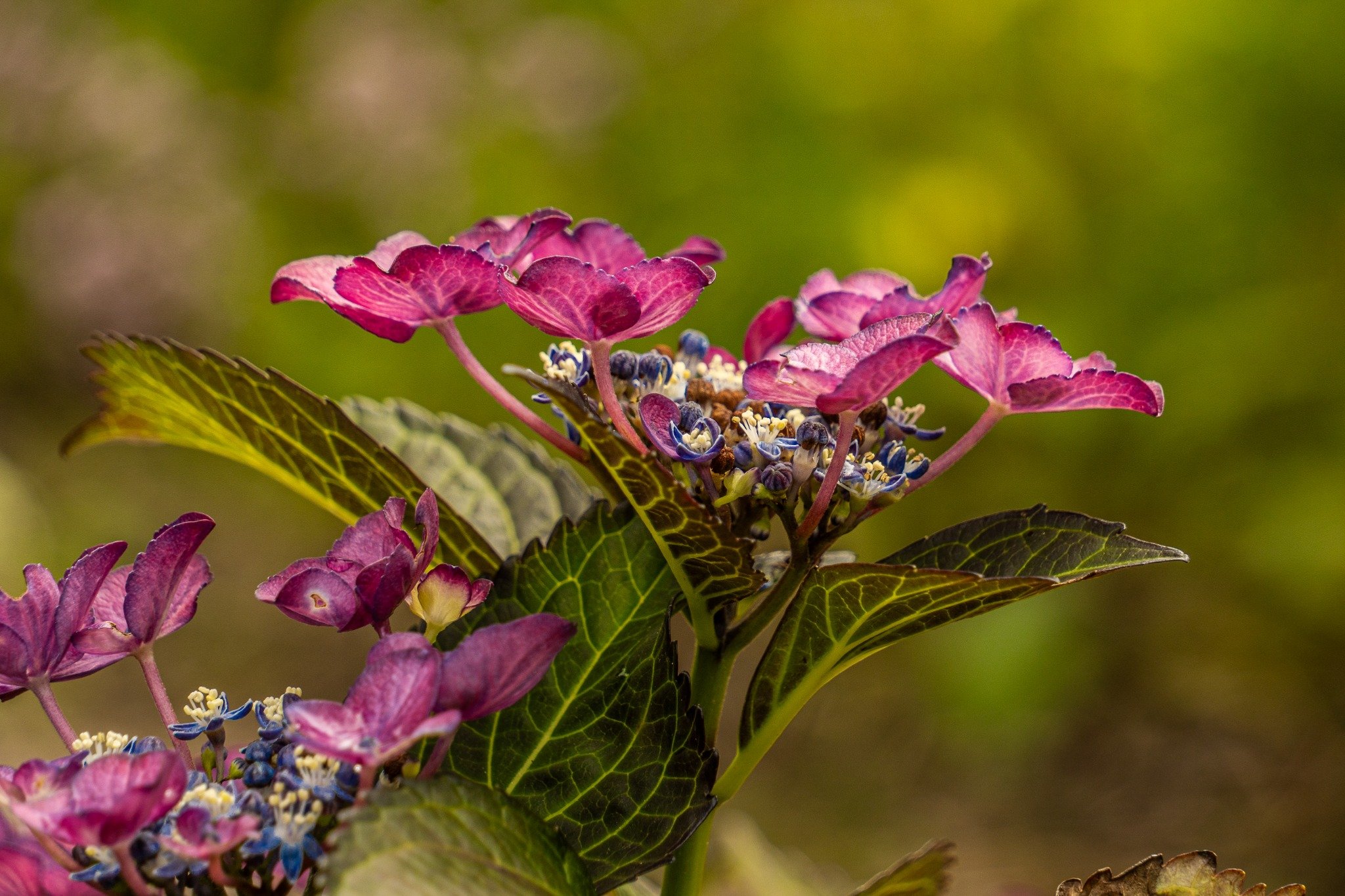 Excursie Zaden en vruchten Hortus Nijmegen